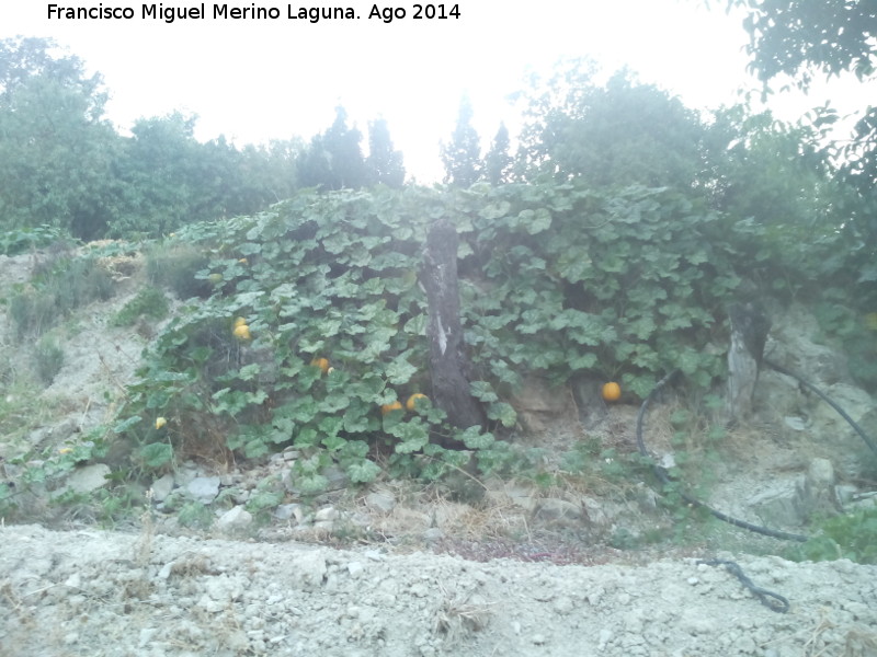 Calabaza - Calabaza. Los Villares