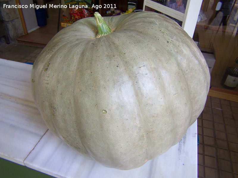 Calabaza - Calabaza. Pea del Olivar - Siles