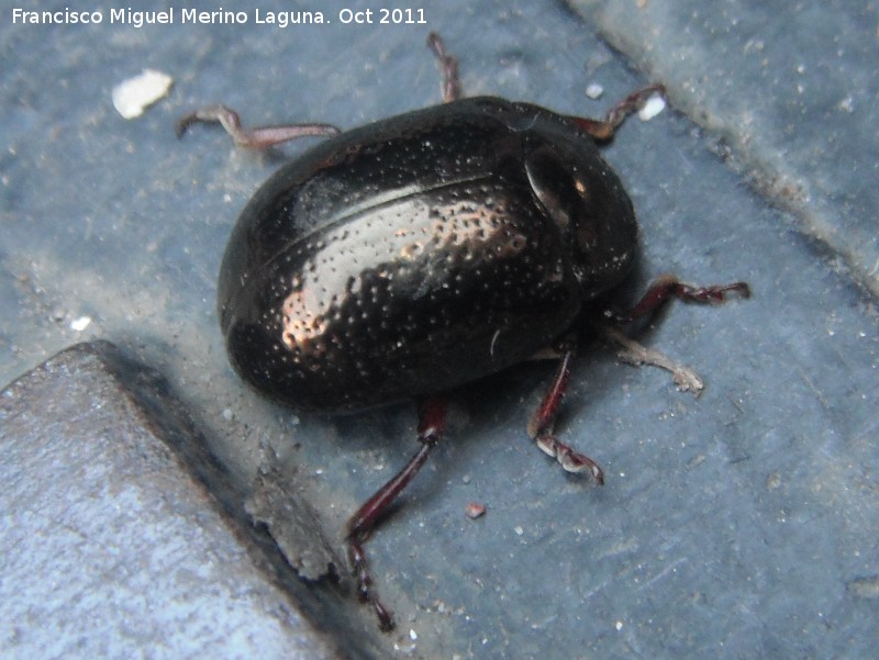 Escarabajo Chrysolina bankii - Escarabajo Chrysolina bankii. Linares