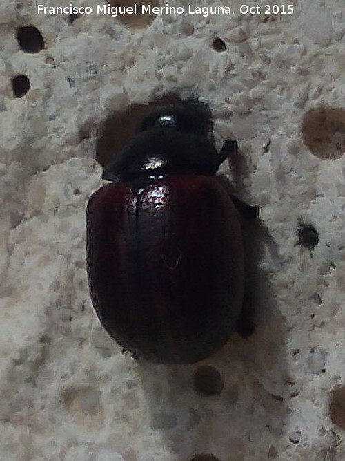 Escarabajo Chrysolina bankii - Escarabajo Chrysolina bankii. Los Villares