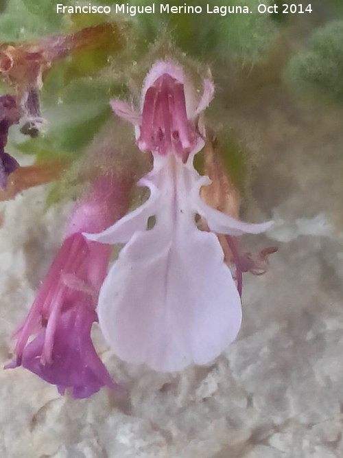 Hierba de la Virgen - Hierba de la Virgen. Flor. Piedra Granadina - Noalejo