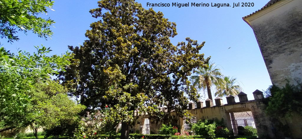 Magnolio - Magnolio. Magnolio de Bornos. Castillo Palacio de los Ribera - Bornos