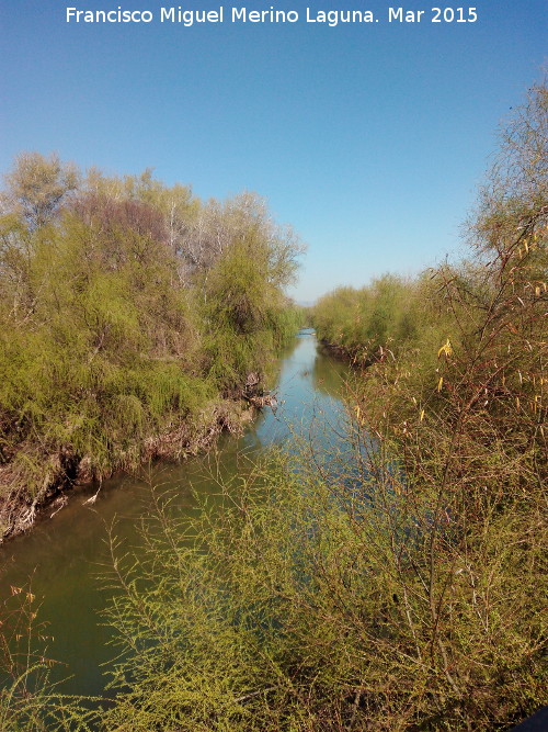 Ro Guadalquivir - Ro Guadalquivir. A su paso por Villanueva de la Reina