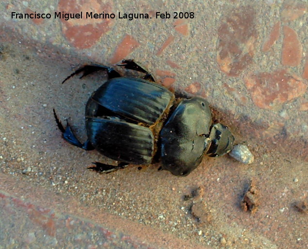 Escarabajo Bubas - Escarabajo Bubas. Muerto