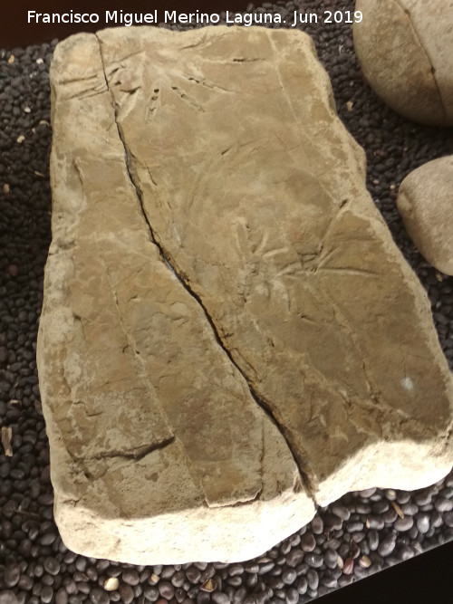 Historia de Ardales - Historia de Ardales. Losa grabada y pintada. Centro de Interpretacin de la Prehistoria de Ardales