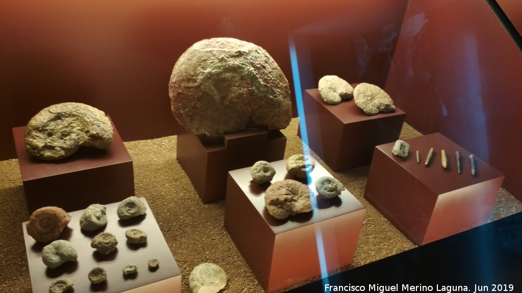 Aldea El Chorro - Aldea El Chorro. Fsiles del Jursico. Centro de Interpretacin de la Prehistoria de Ardales