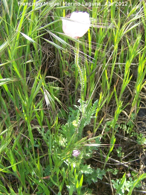 Adormidera - Adormidera. Castillejo - Crcheles