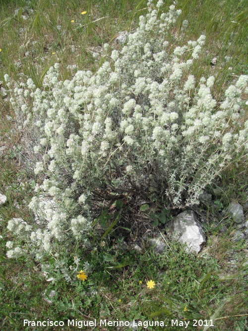 Mejorana - Mejorana. Serrezuela de Bedmar