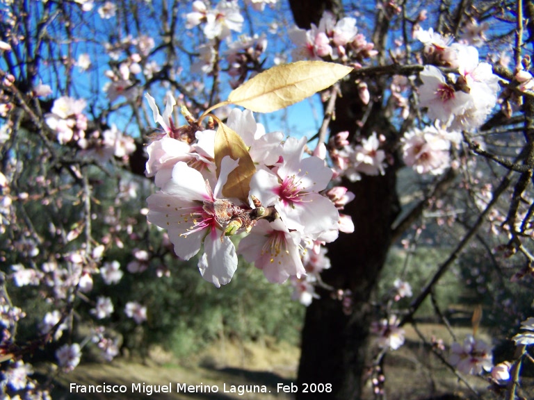 Almendro - Almendro. Los Villares