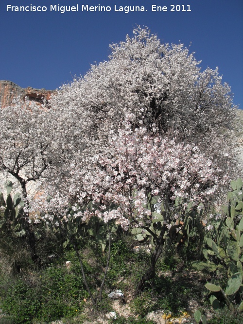 Almendro - Almendro. Fuente de la Pea - Jan