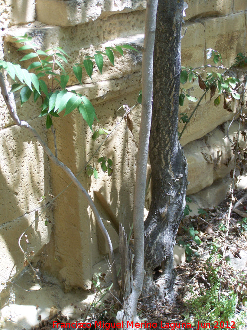 Ermita-Hospedera Madre de Dios del Campo - Ermita-Hospedera Madre de Dios del Campo. Decoracin de la base de las pilastras