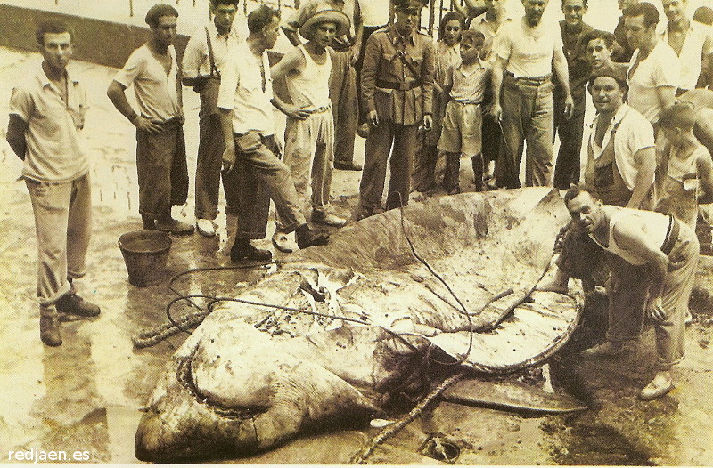 Isla de Tabarca. Cofrada de Pescadores - Isla de Tabarca. Cofrada de Pescadores. Foto antigua. Tiburn blanco pescado en Tabarca