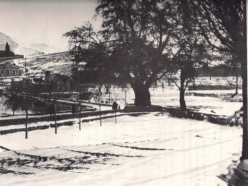 Pltano de Biar - Pltano de Biar. 1926