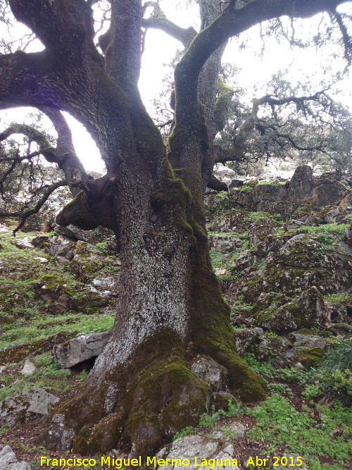 Encina de Navalayegua - Encina de Navalayegua. Tronco