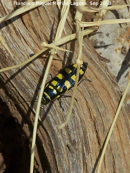 Escarabajo buprstido abeja - Escarabajo buprstido abeja. El Chorro - Quesada