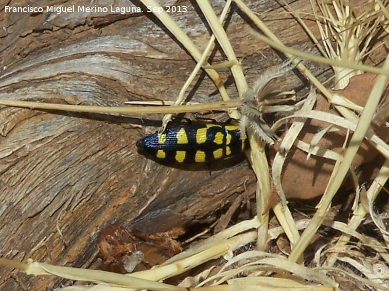 Escarabajo buprstido abeja - Escarabajo buprstido abeja. El Chorro - Quesada