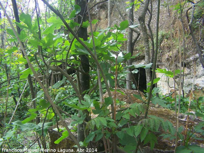 Cuevas de Lituergo - Cuevas de Lituergo. 