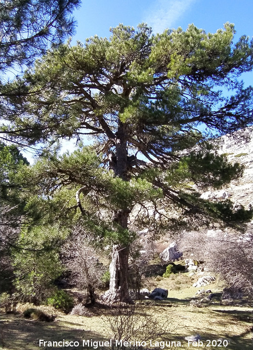 Pinar del Caba�as - Pinar del Caba�as. Nava Alta del Barranco de la Ca�ada de las Fuentes - Quesada