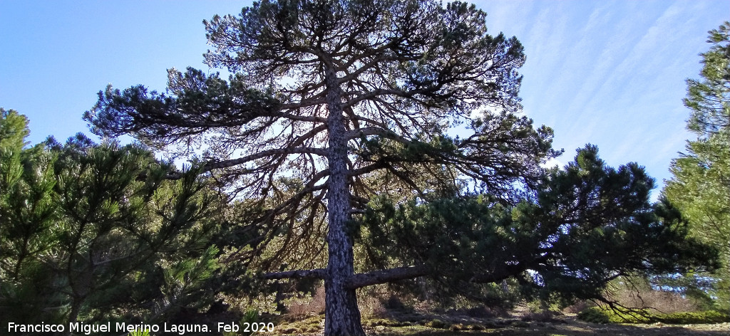 Pinar del Caba�as - Pinar del Caba�as. Loma de Cagasebo - Quesada