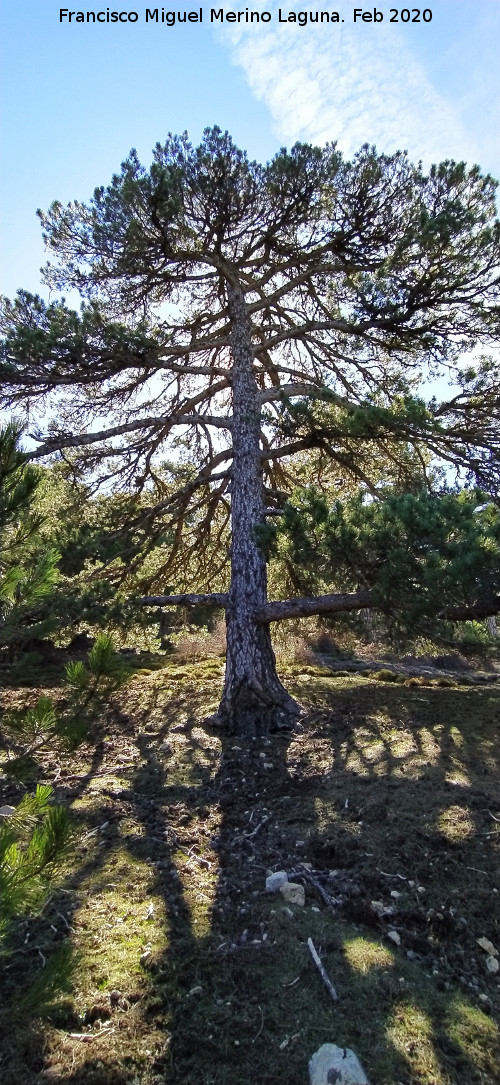 Pinar del Caba�as - Pinar del Caba�as. Loma de Cagasebo - Quesada