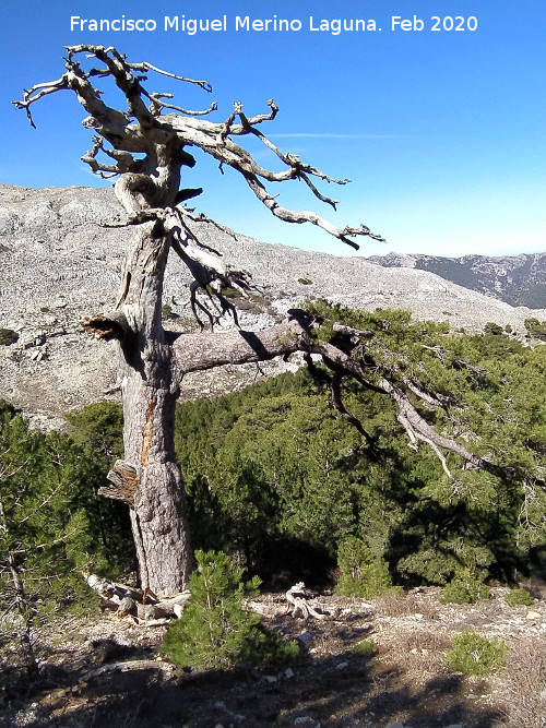Pinar del Caba�as - Pinar del Caba�as. Pino muerto de grandes dimensiones. Loma de Cagasebo - Quesada