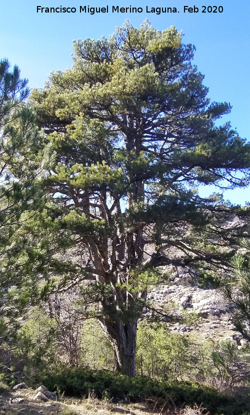 Pinar del Caba�as - Pinar del Caba�as. Loma de Cagasebo - Quesada