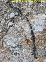 Loma del Leganillo - Quesada Polilla Procesionaria del pino - Thaumetopoea pityocampa. Loma del Leganillo - Quesada