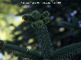 Pinsapo - Abies pinsapo. Crdoba