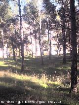 Parque Periurbano de Santa Catalina, Neveral, Imora. Pinos del Cerro de Santa Catalina