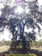 Coscoja de las Mercedes. 