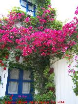 Casa de las Campanas. Ventanas