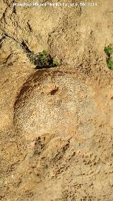 Pinturas rupestres del Abrigo de los Ca�ones IV. Una de las cazoletas menores