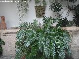 Palacio de Viana. Patio de Recibo. Fuente