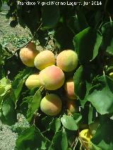 Albaricoquero - Prunus armeniaca. Albaricoques. Castillo de Locubn