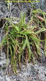 Grasilla - Pinguicula vallisneriifolia. Aguascebas Grande - Villacarrillo