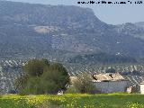 Cortijo de los Naranjos. 