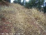 Necr�polis del la Sierra Realona. Antiguo camino