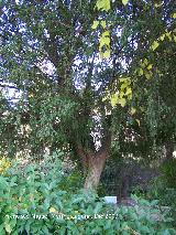 Tejo - Taxus baccata. Cazorla