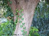 Tejo - Taxus baccata. Cazorla