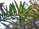 Tejo - Taxus baccata. Hojas - Quesada