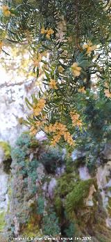 Tejo - Taxus baccata. Tejo Botella - Quesada