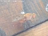Mosca amarilla del estircol - Scatophaga stercoraria. Las Castaetas - Villacarrillo