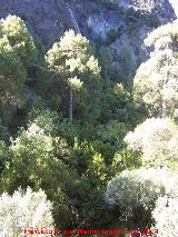 Cascada del Molino de Carrales. Cada al arroyo