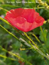 Amapola - Papaver rhoeas. La Veleta - Los Villares