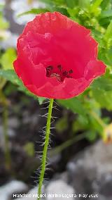 Amapola - Papaver rhoeas. La Veleta - Los Villares