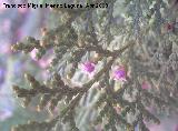 Tuya - Thuja orientalis. Los Villares