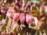 Zumaque - Rhus coriaria. Jabalcuz (Jan)