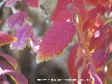 Zumaque - Rhus coriaria. Jabalcuz (Jan)