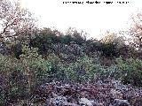 Fortn ibero romano de Las Monjas. Murallas escondidas entre la vegetacin