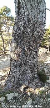 Pino de las Cruces. Cruces